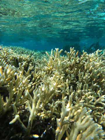 Temae Lagoon - Moorea