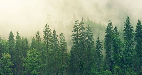 Klimaschutzprojekt Wald