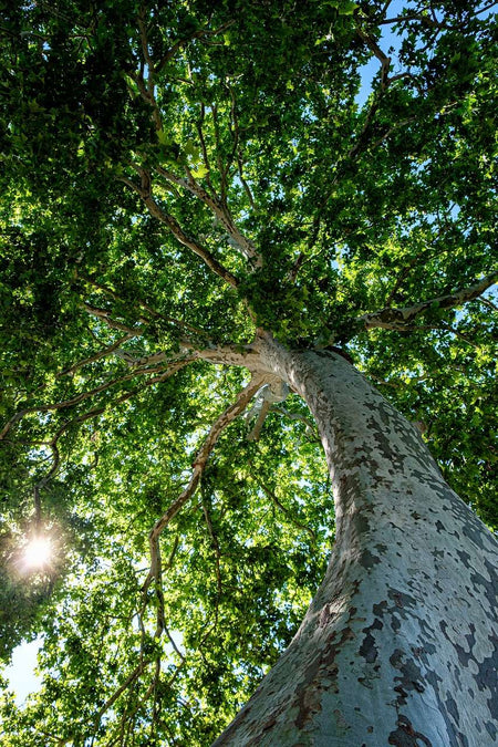 Nachhaltige Zahlungen für Klimaschutz