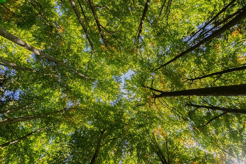 Klimaschutzprojekt Wald
