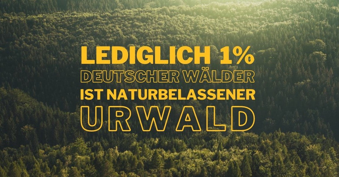 Nur 1% naturbelassener Urwald