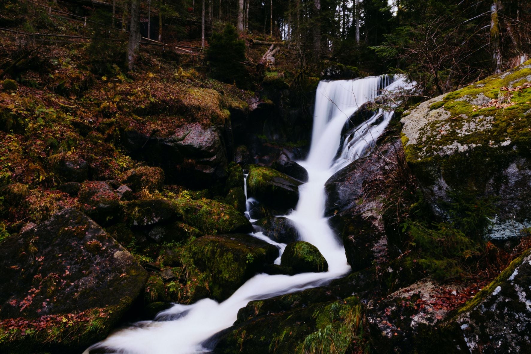 Grundwasser im Wald