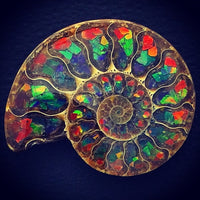 Ammonite Inlaid Rainbow Ammolite Rare Polished Fossil Stone Art Madagascar
