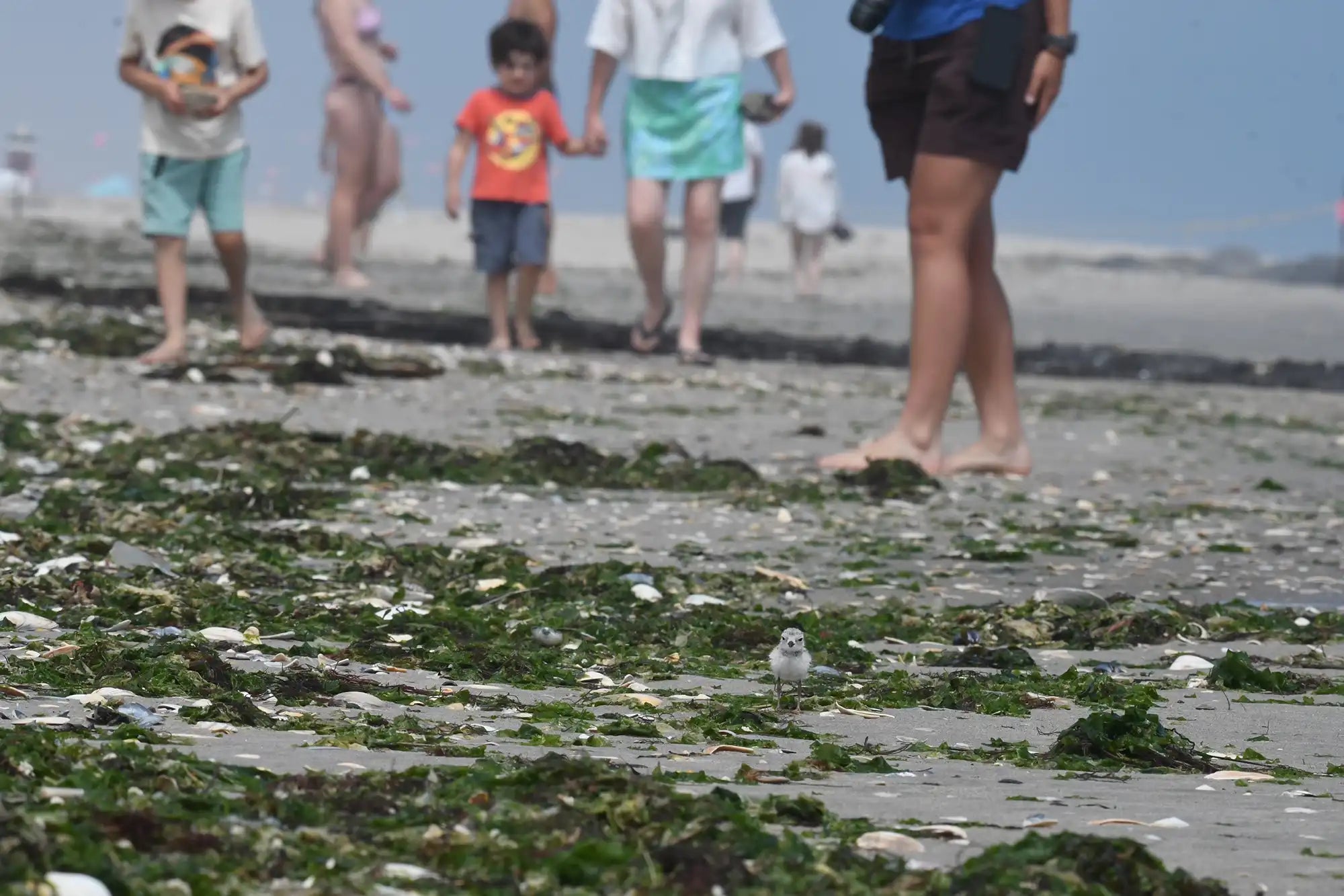 Piping Plover chick by beachgoers - Chris Alieri copy.webp__PID:80eac0fb-05d8-4ac3-9367-fa4cb1eb0c42