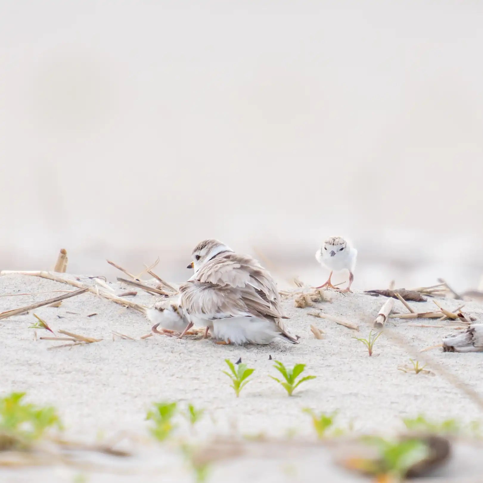 Plover family - Benjamin Forbes copy.webp__PID:4173bdad-4eab-4fe4-932c-e5a04e2a8612