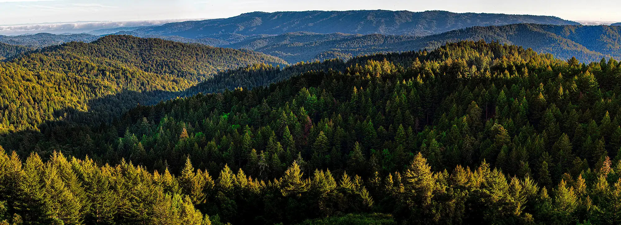Sant Cruz forested Mountains copy.webp__PID:6dec6723-c0ce-42fc-b958-87d3d28173ec