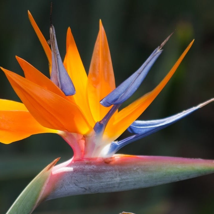 Orange Bird of Paradise – Jungle Plants