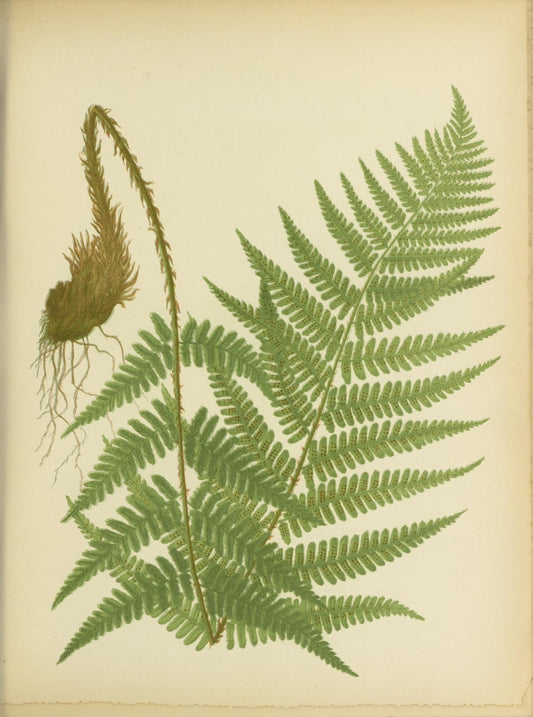 Natural Botanical Ferns Wallpaper – Koko Art Shop