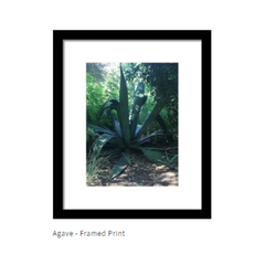 Agave Photography Framed Print