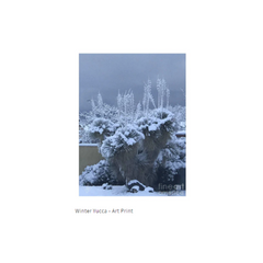 Winter Yucca Photography Art Print