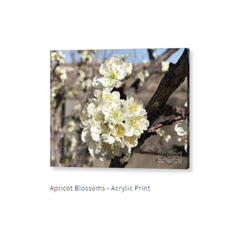 Apricot Blossoms Photography Acrylic Print