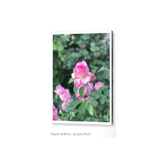 Touch of Pink Photography Acrylic Print