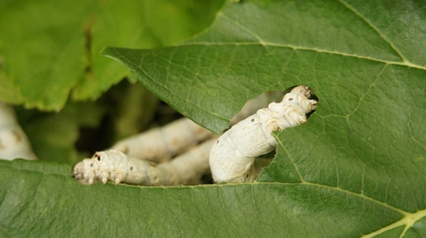 Silk Velvet Pupae