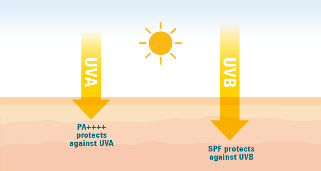 Image of two arrows labeled UVA and UVB going into the layers of the dermis with text that reads, “PA++++ protects against UVA” and  "SPF protects against UVB".