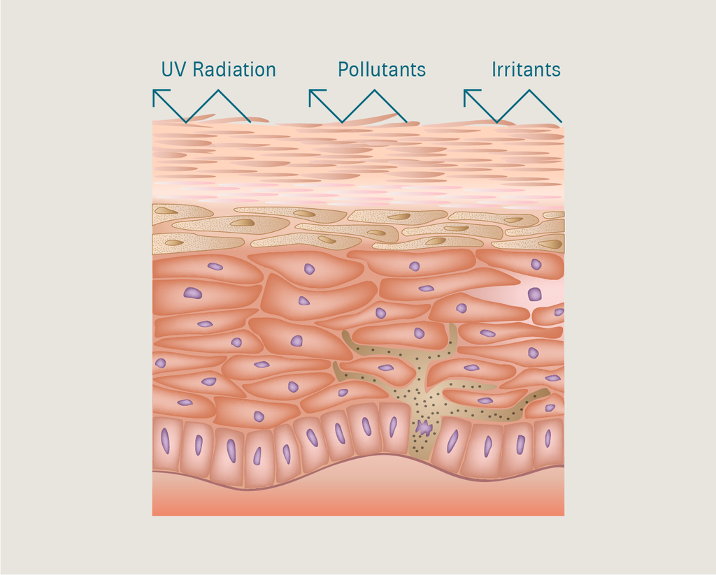 Illustration of the layers of skin with arrows bouncing off that are labeled “UV Radiation; Pollutants; Irritants”.