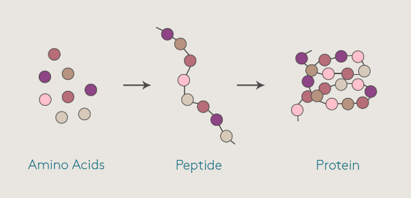 peptides-for-skin
