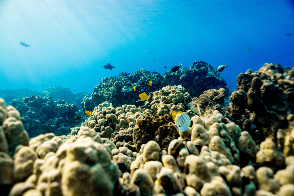 Image of fish swimming amongst a coral reef.