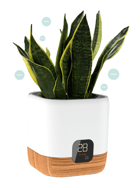 potted plant