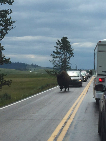 buffalo on road