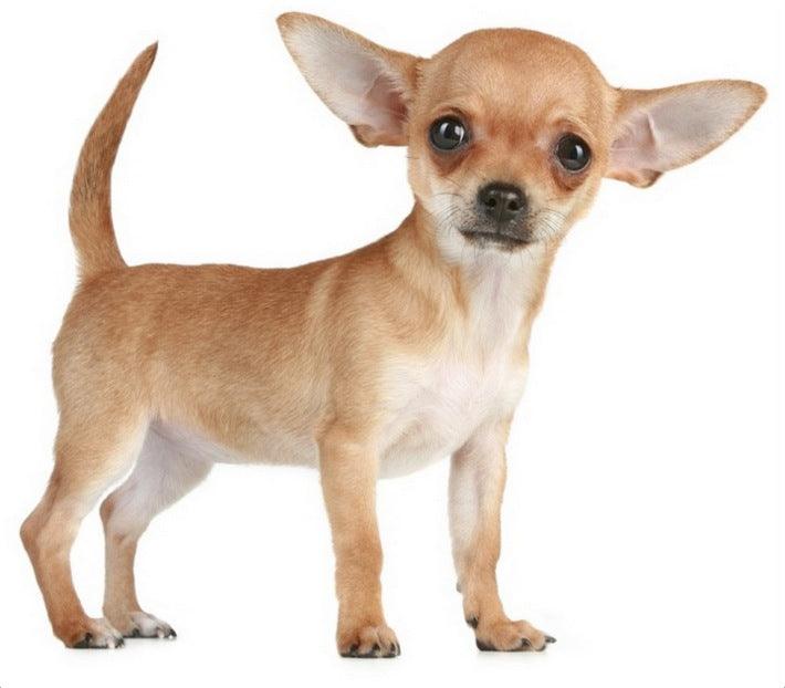 chihuahua toy dog