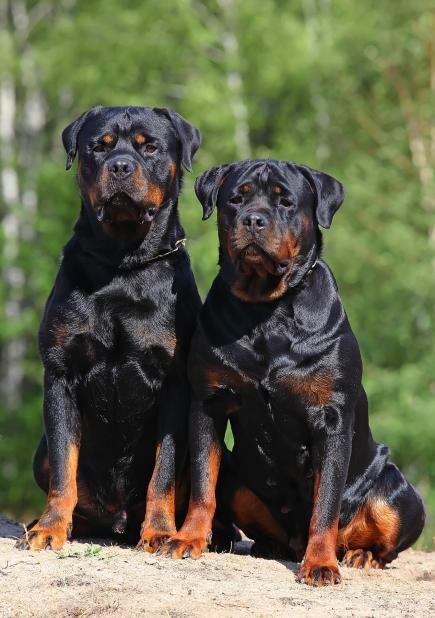 are there miniature rottweilers