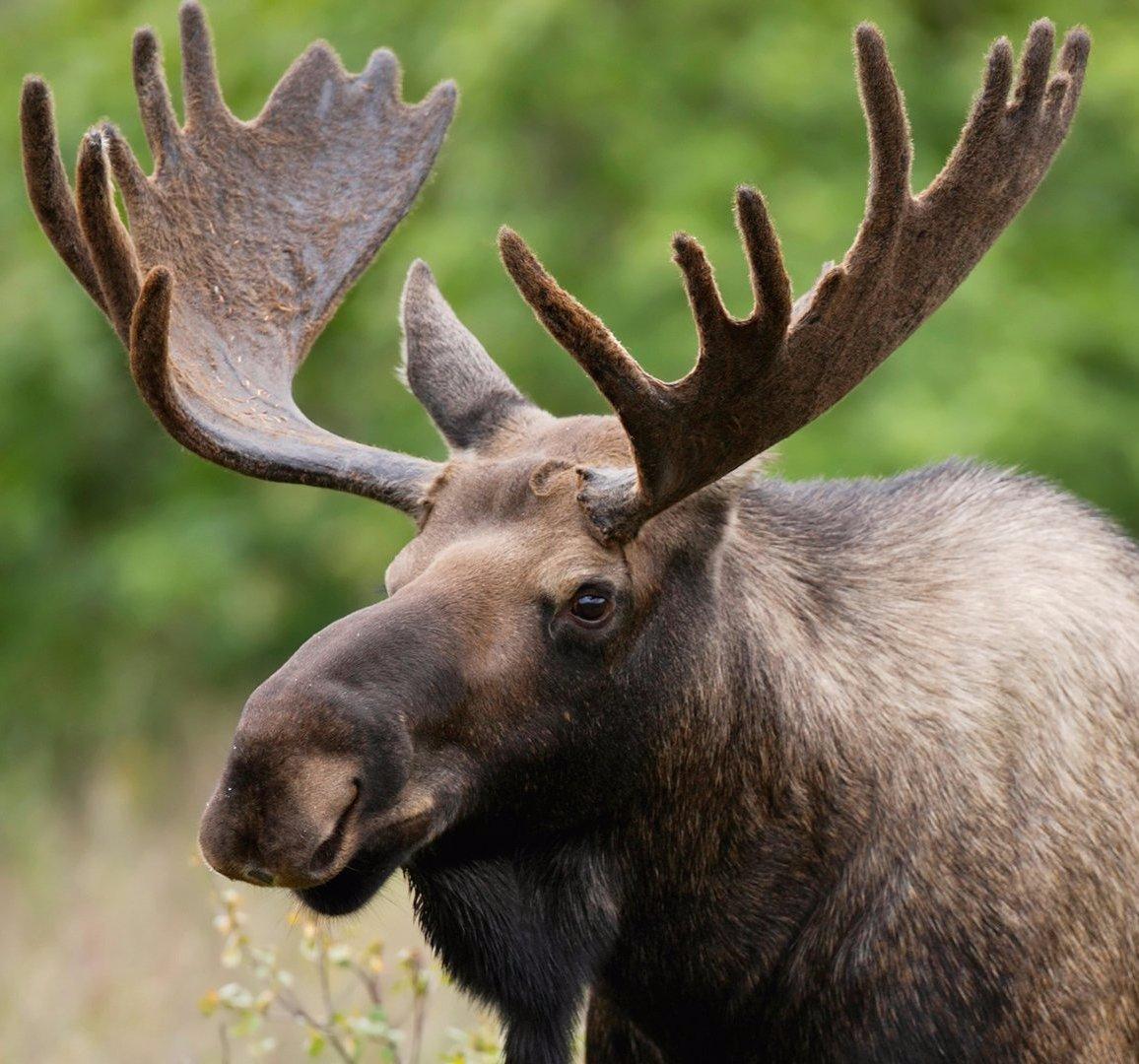 naturally-shed-moose-antlers-glad-dogs-nation