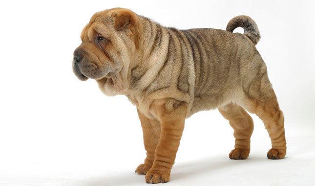 toy shar pei