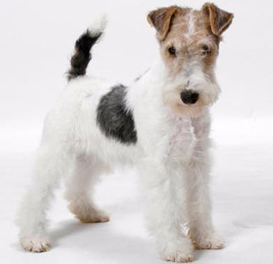 do wire fox terrier shed