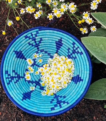 Blue harvest basket holding chamomile flowers; basket from Uganda