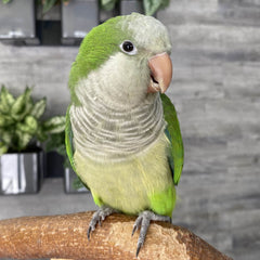 Green quaker sitting on a perch with plants in the background