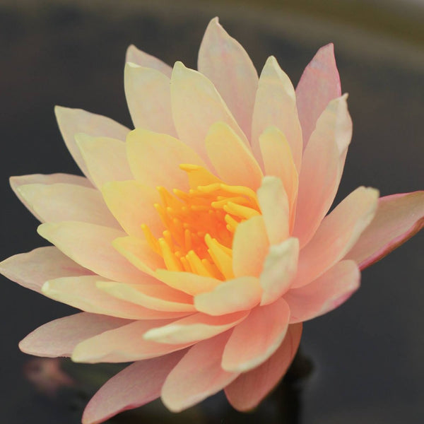 Barbra Dobbins | Hardy Water Lily | Nymphaea