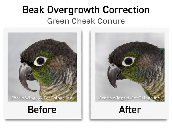 Green cheek conure before and after beak grooming