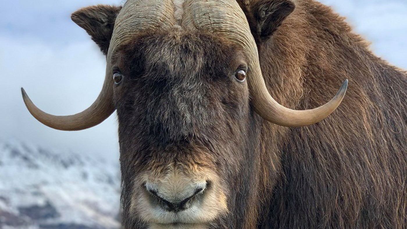 Photo of MuskOx. Why we are named MuskOx. MuskOx Men's Apparel.