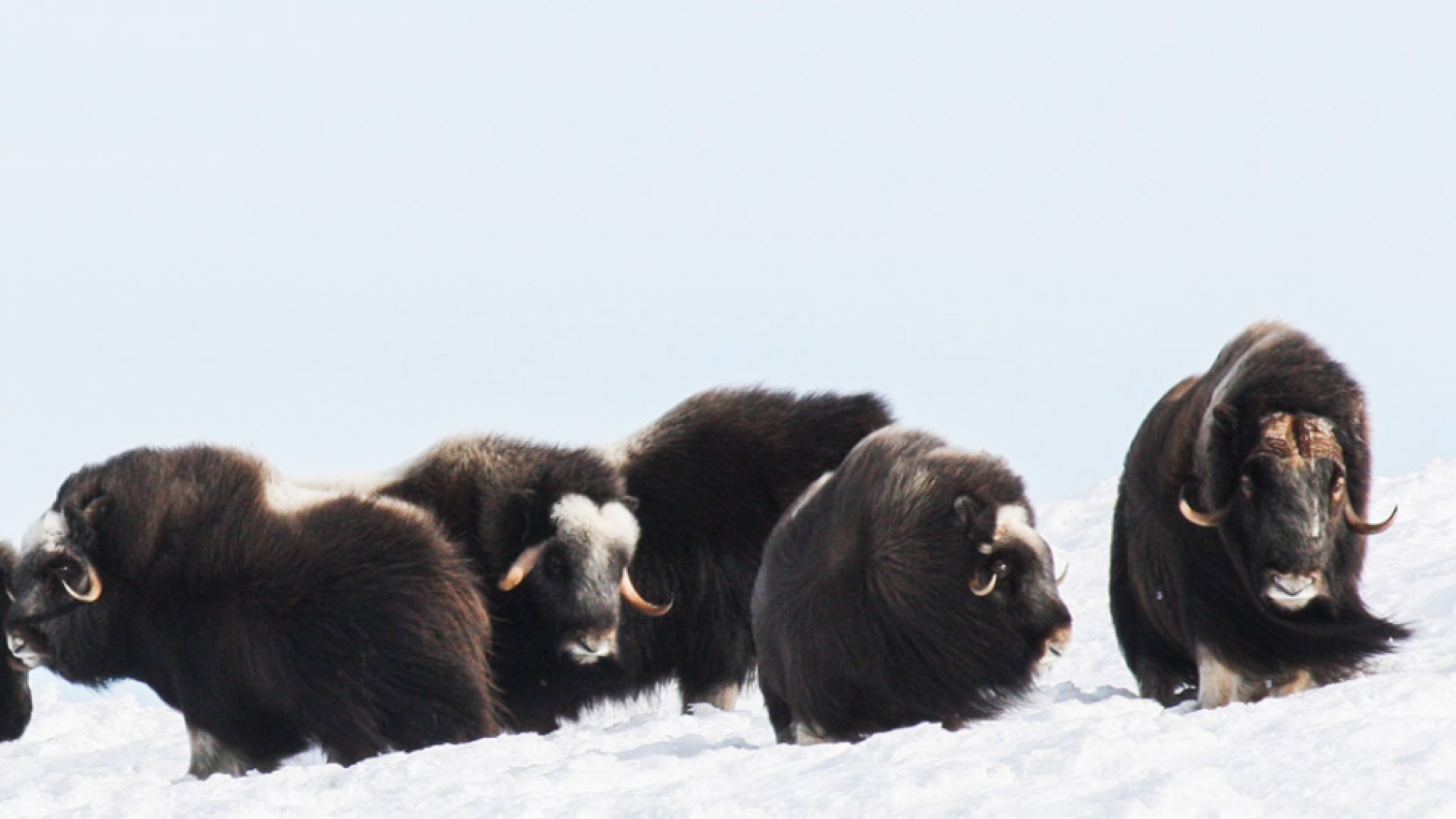 Myskoxcentrum, MuskOx Clothing, Muskox in arctic weather