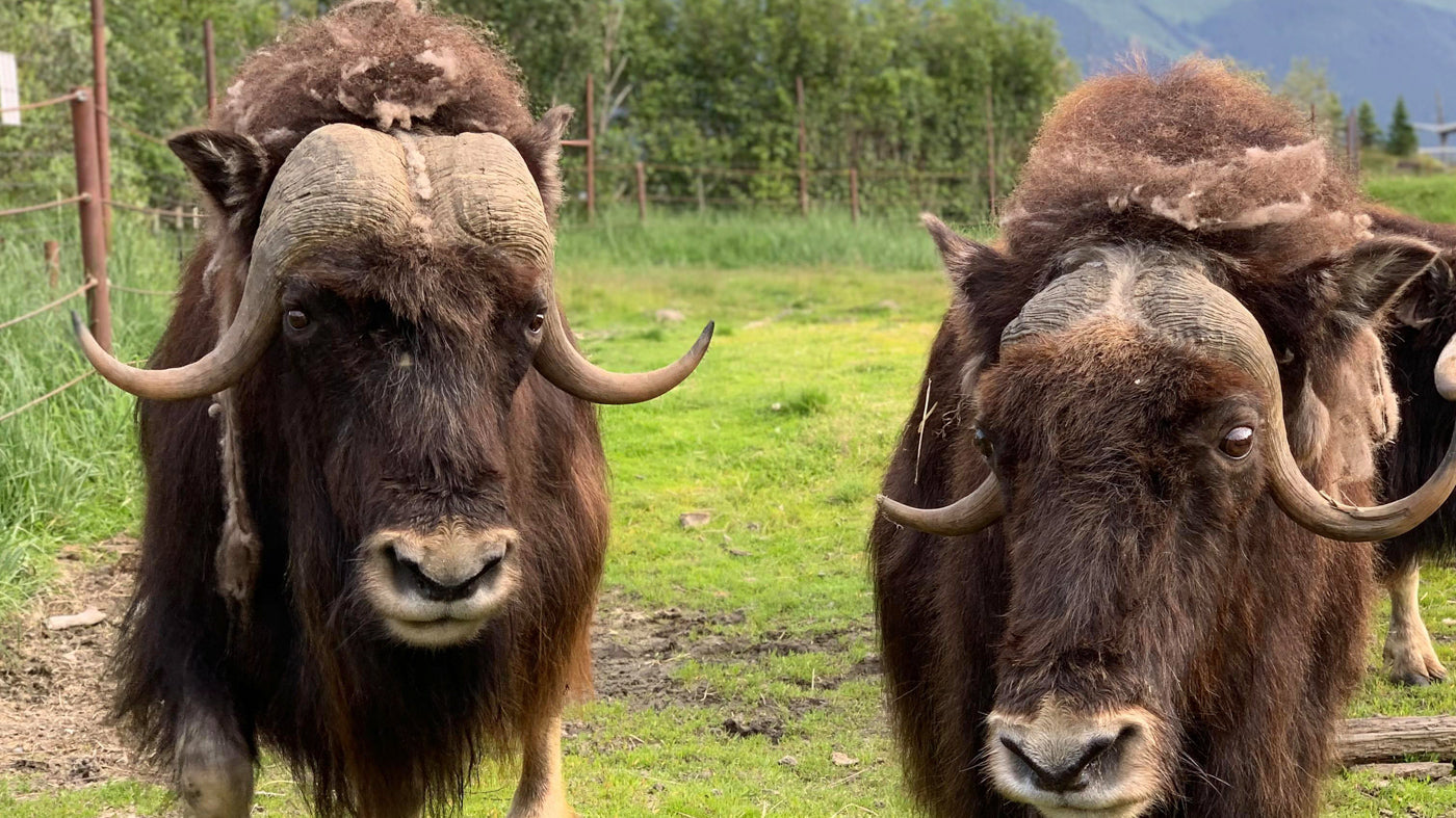 Two MuskOxen together in a field. Why We Are Named MuskOx. Men's Outdoor Apparel.