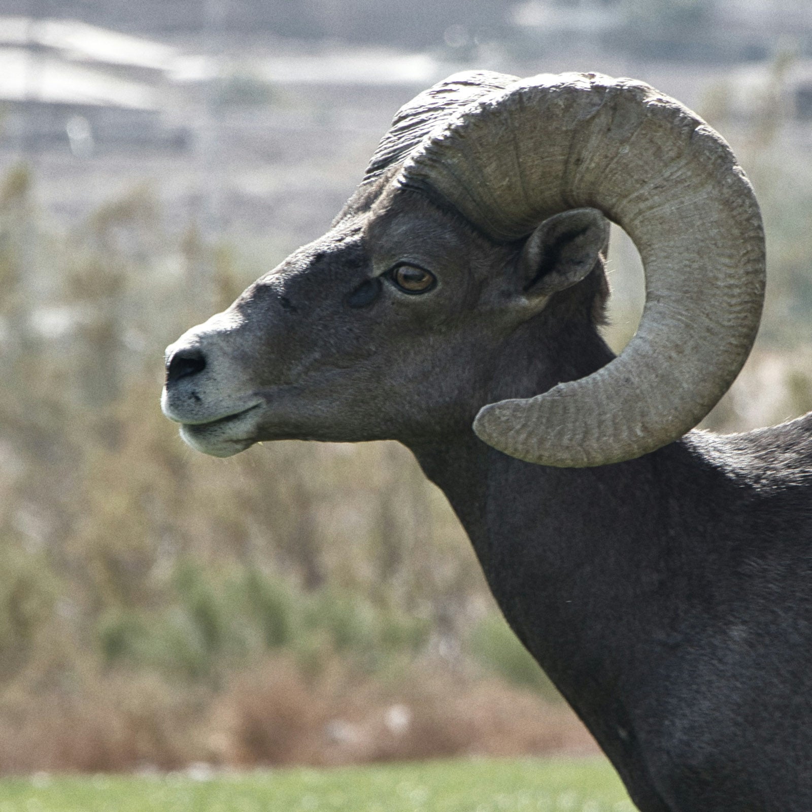 Big Horn Sheep