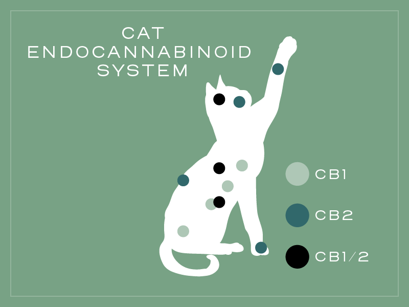 cbd para gatos