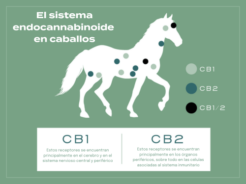 Infográfico detallando el sistema endocanabinoide en caballos
