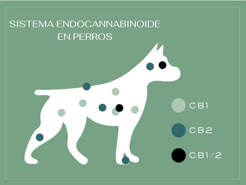 infografico sistema endocanabinoide en perros