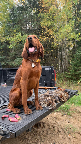An Irish Setter sits on the tail gate of a black gmc 1500 with 6 ruffed grouse lined up besides him