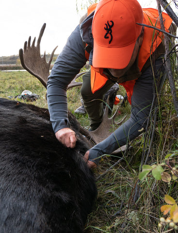 A man field dresses a bull moose