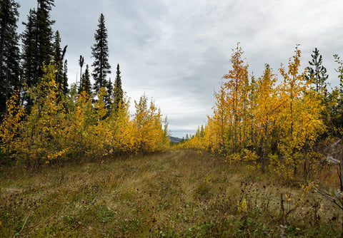 boreal landscape