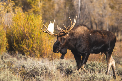 A bull moose walks past a willow shrub