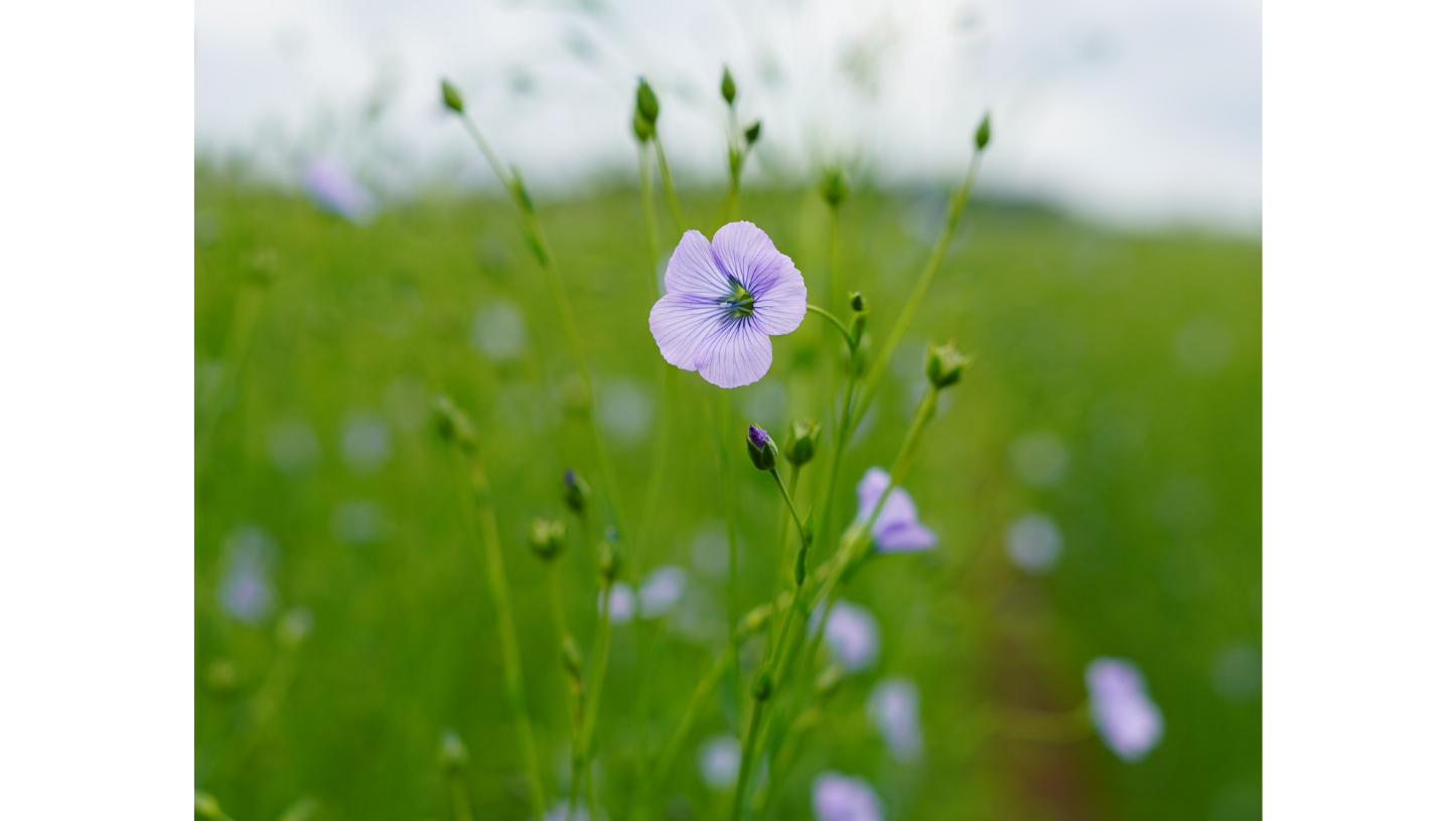 le lin, une jolie fleur bleue qui pousse dans le Nord de la France