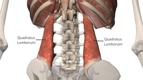 Graphic showing the location of the Quadratus Lumborum (QL).