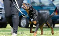 Clickertraining für die Erziehung des Hundes