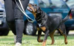 Hondentraining - honden op de juiste manier trainen