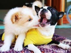 Dogs play in boarding house during vacation