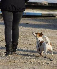 L'addestratore di cani e il sussurro del cane