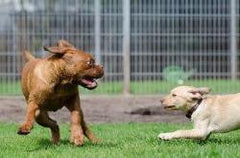 Dogs play together in the boarding house